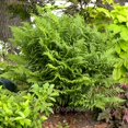 thumbnail image 2 of Athyrium Filix-femina, Lady In Red, Lady Fern - Pot Size: 3" (2.6x3.5") - Plants, Shade Plants, 2 of 8