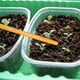 thumbnail image 5 of Sembradora de macetas para exterior - Herramienta de jardinería de plástico multicolor, ergonómica para el jardín doméstico, 5 of 8