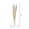 thumbnail image 4 of Vickerman 46" Dried Bleached Pampas Grass, 6 pieces per Pack., 4 of 4