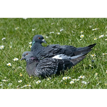 Bird Couple LAMINATED POSTER Fera Columbae Offeret Bird Wild Pigeon Dove Couple Poster Print 24 x 36 ()