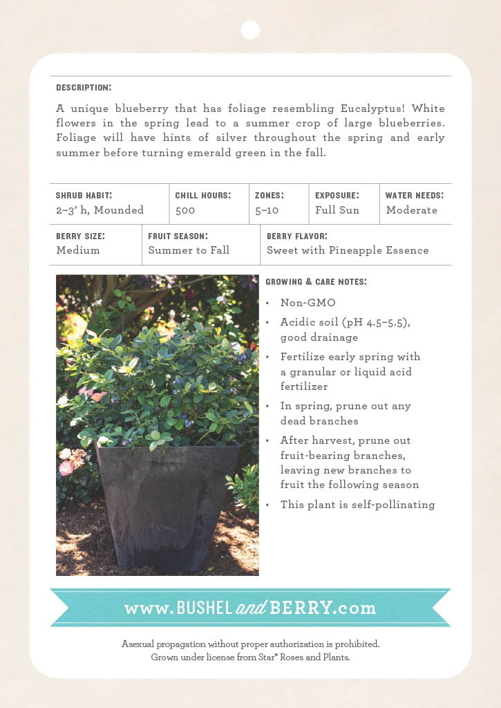 5.5 in. Bushel and Berry® Silver Dollar Blueberry Live Shrub Full Sun- 1 Piece