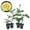 4 Plants, variant on Saint Patrick Rose Bush - 1 Live Starter Plant - Beautiful Colorful Hybrid Tea Rose - Versatile Beauty with Large Greenish to Golden Blooms