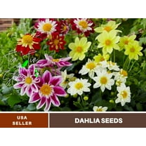 40  Seeds-Mixed Collarette Dahlia #D047-Authentic Seeds-Flowers-Seeds-Rose seeds-Herb seeds-Vegetable Seeds-Mix Seeds for Plant- B3G1