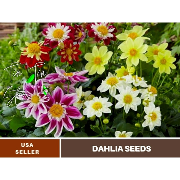 40  Seeds-Mixed Collarette Dahlia #D047-Authentic Seeds-Flowers-Seeds-Rose seeds-Herb seeds-Vegetable Seeds-Mix Seeds for Plant- B3G1