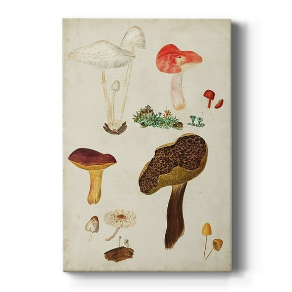 Mushroom Species XI Premium Gallery Wrapped Canvas - Ready to Hang