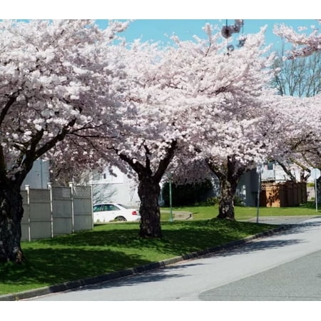 Akebono Flowering Cherry Tree 6-12 inches tall in a 2.5" pot
