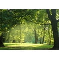 thumbnail image 2 of wall26 - Trees in a Summer Forest - Removable Wall Mural | Self-Adhesive Large Wallpaper - 100x144 inches, 2 of 6