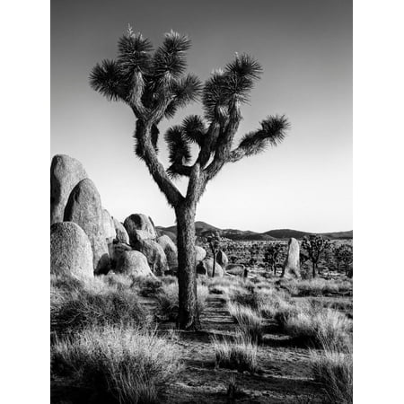 USA, California, Joshua Tree National Park at Hidden Valley Botanical Black and White Photography Print Wall Art By Ann