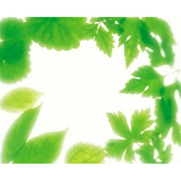 Panoramic Images PPI126790 Frame of Fresh Green Leaves on Shiny Background Poster Print by Panoramic Images - 24 x 20