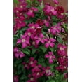 thumbnail image 2 of Clematis Madame Julia Correvon - 5 Live Plants in 4 Inch Growers Pots - Clematis 'Madame Julia Correvon' - Starter Plants Ready for The Garden - Beautiful Maroon Flowering Vine, 2 of 5