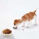 thumbnail image 4 of Juego de cuencos redondos pequeños de plástico para mascotas. Cuencos ligeros y asequibles para gatos y perros en azul y blanco, perfectos para alimentarlos., 4 of 6