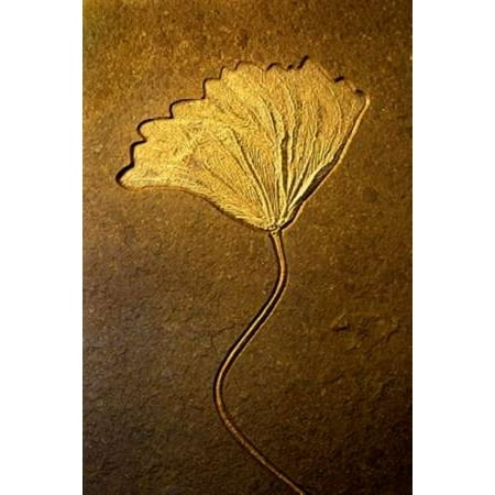 Crinoids II Canvas Art - Douglas Taylor (24 x 36)