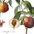 thumbnail image 2 of Sophie 6 15x15 White Modern Wood Framed Museum Art Print Titled - Peach Basket II, 2 of 4