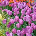 thumbnail image 6 of Garden State Bulb Darwin Hybrid Purple Pride Tulip Flower Bulbs, 12/+ cm (Bag of 250), 6 of 8
