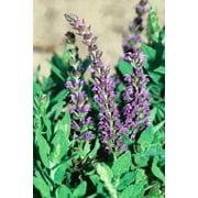 Expert Gardener Blue Salvia Flowering Perennial Shrub, Live Plants & Outdoor Plants, 2 qt. Pot
