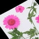 thumbnail image 4 of Flor Seca Real Prensada Natural para Fabricación , Fabricación de , Manualidades, Fundición de Resina, Adornos Hechos - Rosado BLESIY Flores secas prensadas naturales, 4 of 8