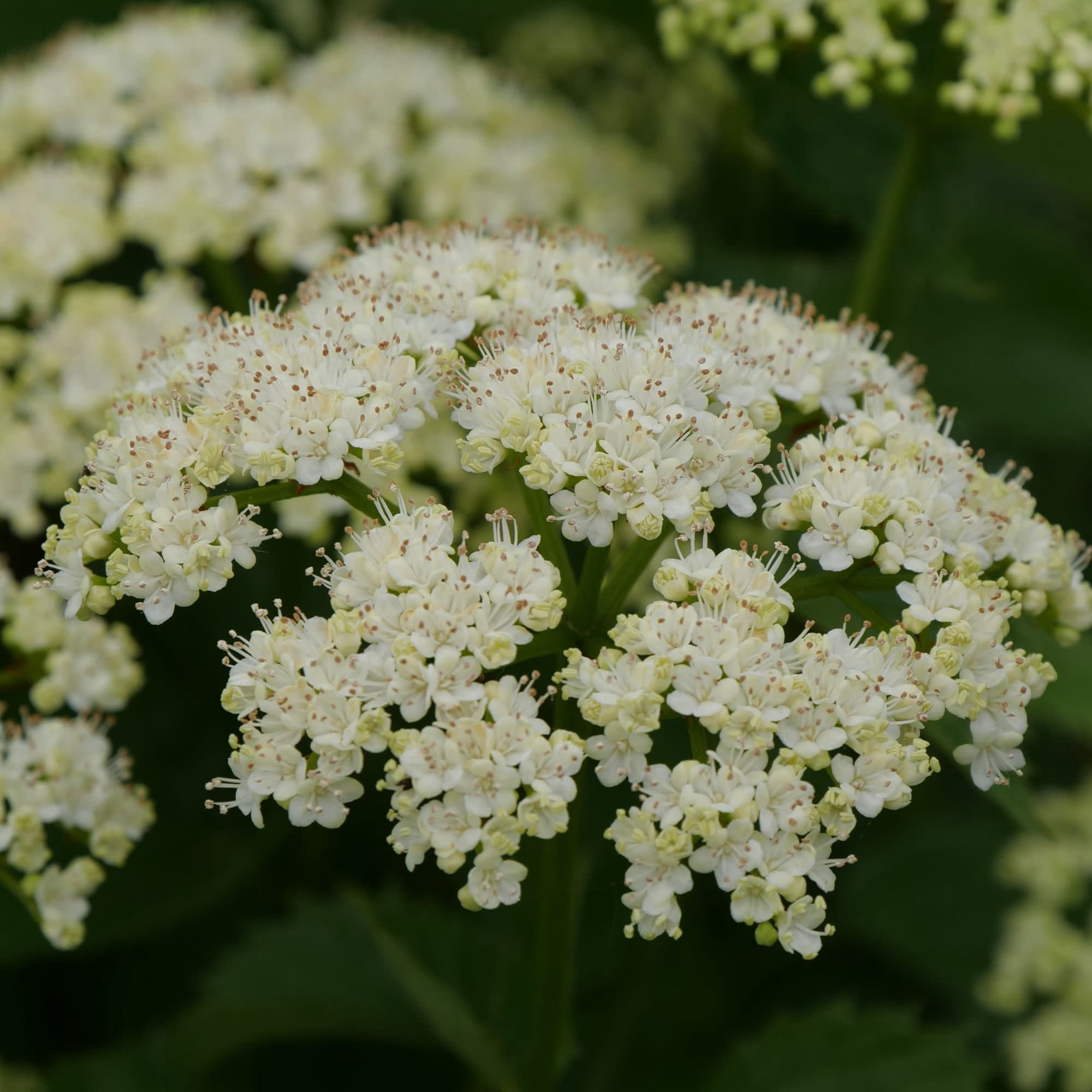 Proven Winners ColorChoice 5" White Blue Muffin Arrowwood Viburnum Live Plant in 4.5" Pot (4 Count)