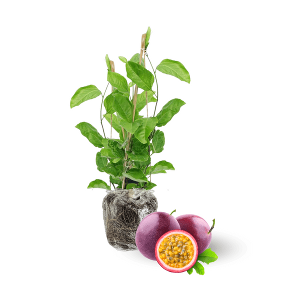 Purple Passion Fruit Tree, Edible Passion Fruit Live Plant, 5 to 7 Inch, Indoor Outdoor Garden