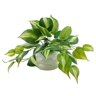 garden sage plant Texas Sage Hummingbird 'Forest Fire' plants