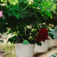 thumbnail image 2 of Greenhouse Parts Accessories Plastic 30Pcs 1.6X1.2X0.8In, 2 of 6