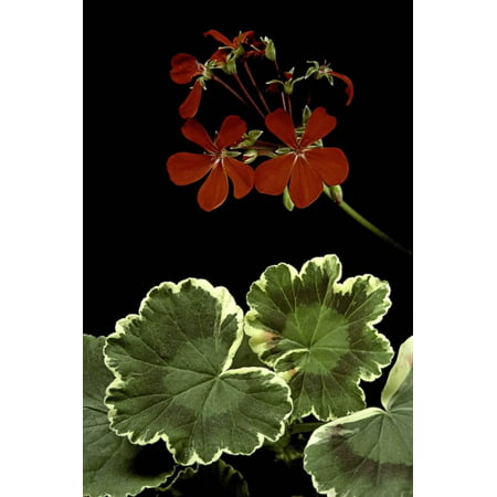 Pelargonium X Hortorum 'Dolly Vardon' (Common Geranium, Garden Geranium, Zonal Geranium) Print Wall Art By Paul