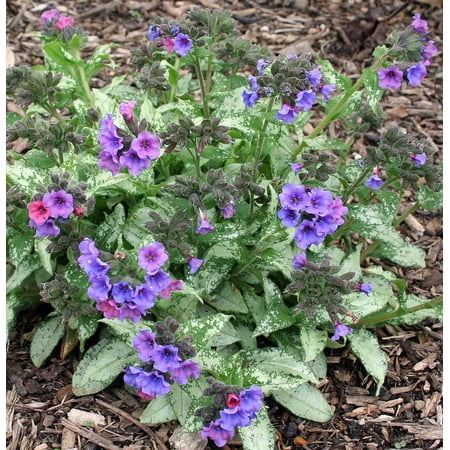Diane Claire Pulmonaria Plant - Lungwort - SHADE - Gallon (Best Shade Plants For Zone 5)