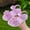 Purple, variant on Zecgelong Girls Sandals For Casual Outdoor Vacation Comfortable Daily Wear Fixed Design Open Toe Style For Ages 3 12 Girls Princess Sandals Size 9.5 Beige