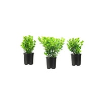 Wintergreen Boxwood 5 Live Quart Size Plants Dense Evergreen Foliage, Cold-Hardy & Ideal for Year-Round Landscaping, Elegant Border & Hedge Plant, Live Shrub