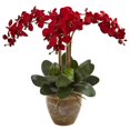 thumbnail image 1 of Arrangement de Phalaenopsis à Trois Tiges Saisonnier&44; Rouge, 1 of 1