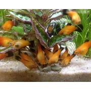 3.5mm - 1/8 Sinking Wafers of Algae, Spirulina, Veggies, All Fish, African Cichlids, Shrimp, Snails, Crabs, Catfish, Plecos - 1-lb 4.3oz Clear Bag