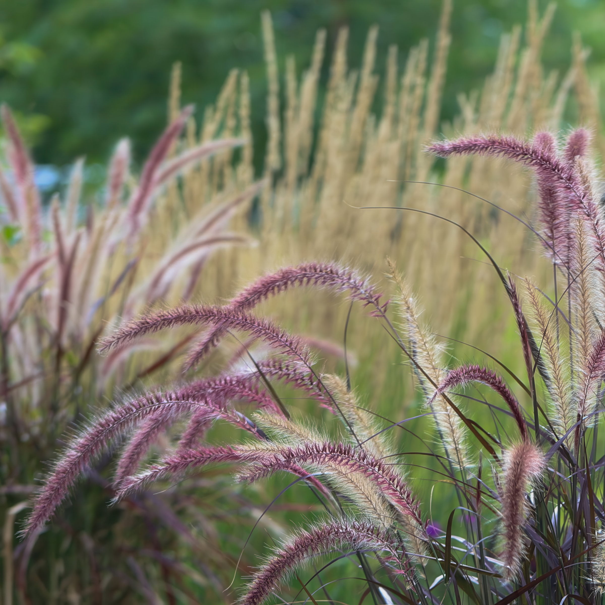 National Plant Network 4 in. Purple Fountain Live Ornamental Grass (3-Pack)