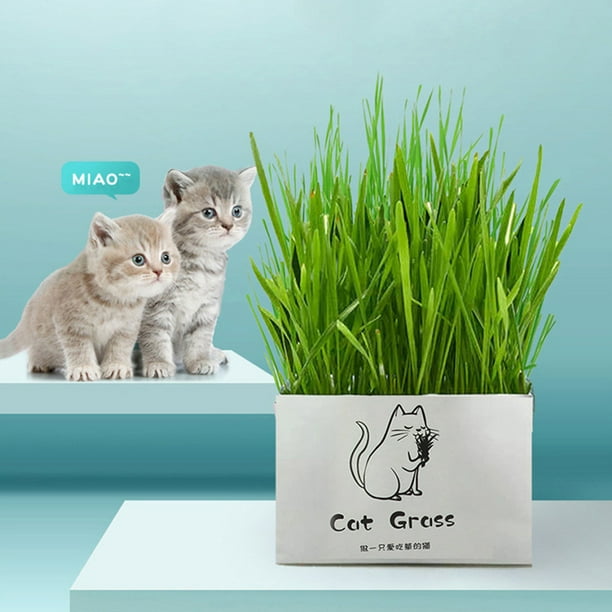 Kit plantation de plantes pour chat