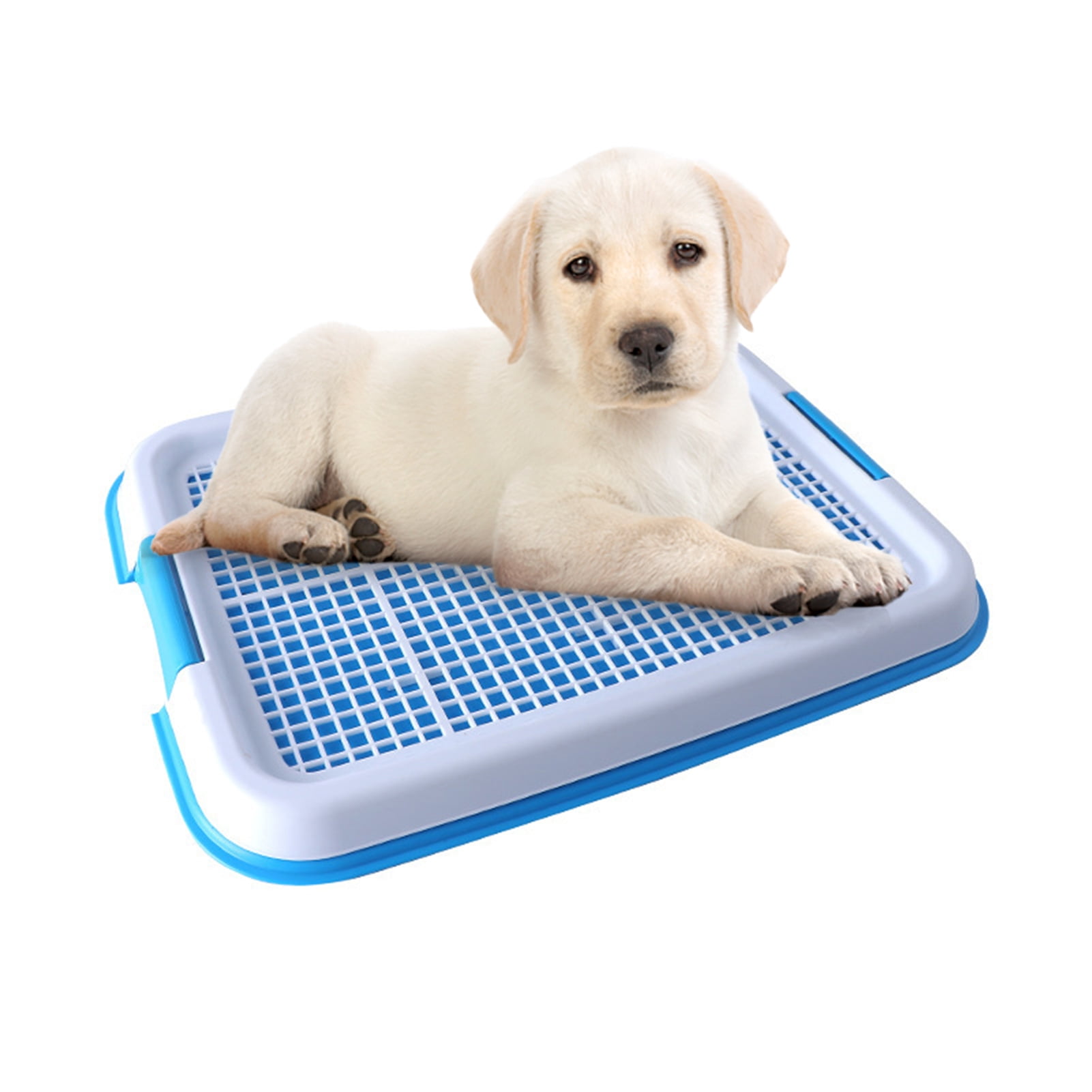 how to make a dog potty box