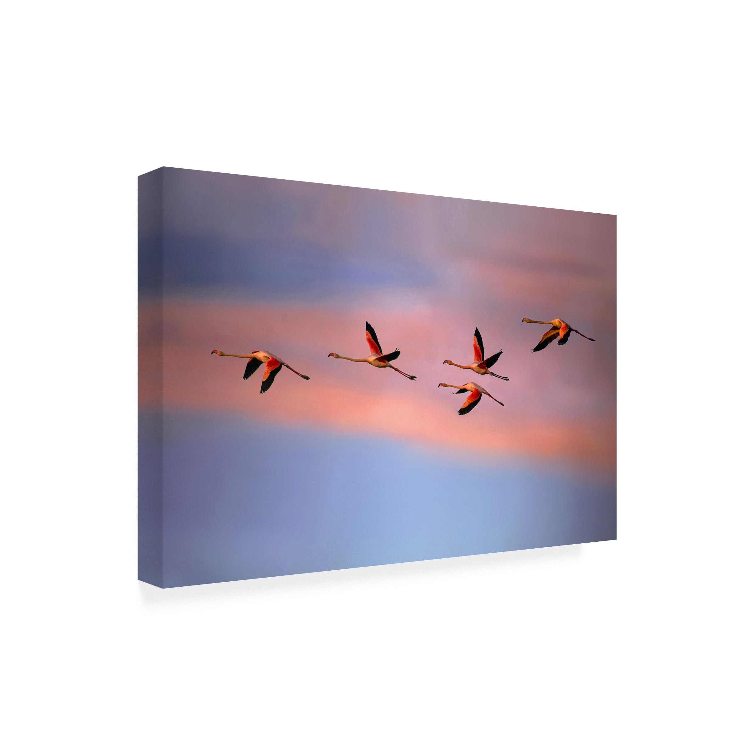 Xavier Ortega 'Flamingos At Sunset' Canvas Art