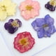 thumbnail image 4 of 20 piezas prensadas amarillas flores secas reales accesorios para joyas para bricolaje colgantes de collares fundición de resina adorno Macarena Flores secas prensadas naturales, 4 of 8