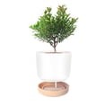 thumbnail image 4 of Flowerpot With Saucer Indoor Outdoor Drainage Holes Small Large Plant Pot, 4 of 9