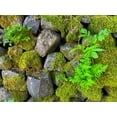 thumbnail image 2 of Grayscale 14x12 Black Ornate Wood Framed with Double Matting Museum Art Print Titled - Wall Garden IV, 2 of 4