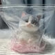 thumbnail image 3 of Juguete Suave para Gato Grande de Peluche | Bola Sensorial Súper Suave para Alivio de Estrés | Diseño Divertido de Gato | Juguete Antiestrés para Ansiedad | Regalo Navideño para Amantes de Gatos, 3 of 4