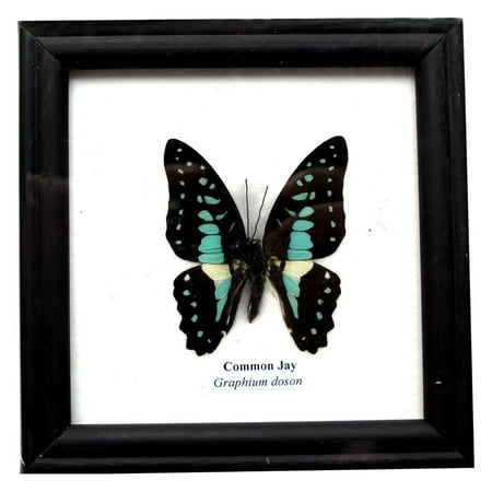 Real Collections Finish - Insectfarm Framed Real Beautiful Common Jay Butterfly Specimen Collection Display Insect Taxidermy
