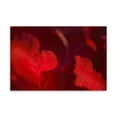 thumbnail image 2 of Gango Home Decor Crimson Petals I by Rita Crane (Printed on Paper); One 36x24in Fine Art Paper Giclee Print, 2 of 4
