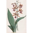 thumbnail image 3 of Hendrik Schwegman 11x14 Black Modern Framed Museum Art Print Titled - Marshorchid (1793), 3 of 5