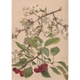 thumbnail image 3 of Alice Bailly 14x18 Black Modern Framed Museum Art Print Titled - Watercolor of a Cherry Branch, 3 of 5