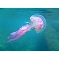 thumbnail image 2 of Mediterranean Jellyfish near Surface Wall Decal by Wallmonkeys Peel and Stick Graphic (24 in W x 18 in H) WM171924, 2 of 4