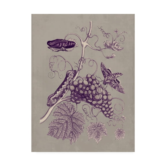 Trademark Fine Art 'Nature Study in Plum & Taupe III' Canvas Art by Maria S. Merian