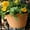 L-13, variant on Vase/Flower Pot Rustic Small Metal Succulent Plant Container Bucket with 'Flowers & Garden' Quote and Handles Balcony Decor M