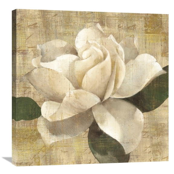 Global Gallery Albena Hristova 'Gardenia Blossom on Script' Canvas Wall Art