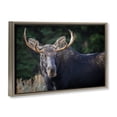 thumbnail image 4 of Stupell Industries Stoic Elk Portrait Animals Photography Brown Floater Framed Canvas Art Print Wall Art, 25 x 17, 4 of 10