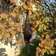 thumbnail image 5 of Realistic Hanging Dead Crow Decoy Lifesize Extra Large Black Feathered Crow, 5 of 5