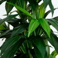 thumbnail image 5 of Nearly Natural Potted Dracaena Artificial Tree - 9' - Green, 5 of 5