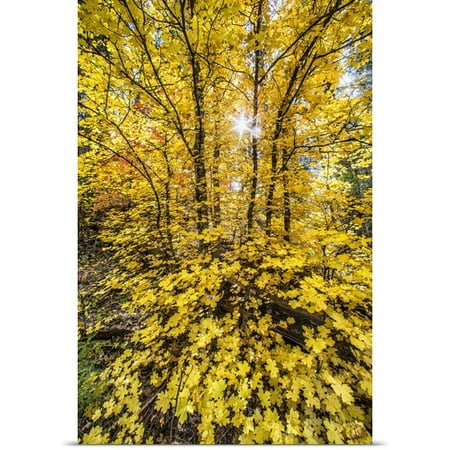 Great BIG Canvas Scott Stulberg Poster Print entitled Fall color in Sedona,